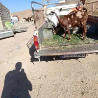بز صلاله فروشی