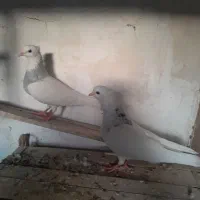 طوقی آبی