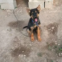 سگ ژرمن