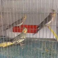 عروس هلندی مولد