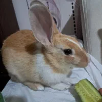 خرگوش