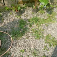 بابا آدم پتسپروم شمشاد طلایی
