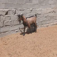 نری آلپاین خالص