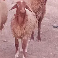 گوسفند|حیوانات مزرعه|شوش, |دیوار