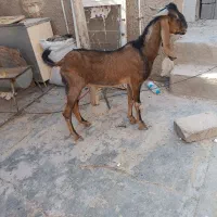 بیگ نر|حیوانات مزرعه|مسجد سلیمان, |دیوار