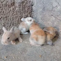 سلطان خرگوش