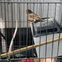 فنج گورخری ماده