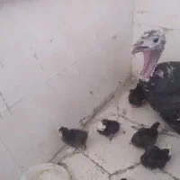 بوقلمون ماده با جوجه
