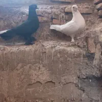 سفیدوسیاه شهری