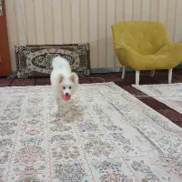 پامر ۷ ماهه
