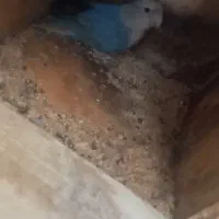 طوطی برزیلی ماده