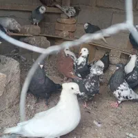 مجسمه|مجسمه، تندیس، ماکت|زابل, |دیوار