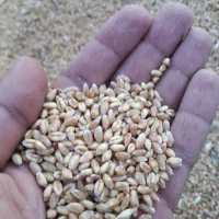 گندم پیشگام