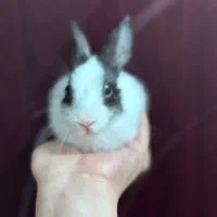 بچه خرگوش مهربون