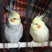 عروس هلندی