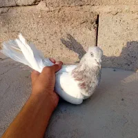 کاه ای.|پرنده|بم, |دیوار
