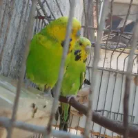 مرغ عشق انگلیسی
