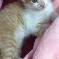 بچه گربه ماده ۲ ماهه فروشی