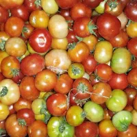 گوجه|خدمات باغبانی و درختکاری|ثلاث باباجانی, |دیوار