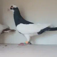 کفتر پلنگ یا غول سیاه نر