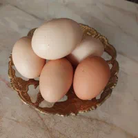 تخم مرغ محلی