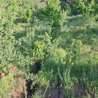 باغ گیلاس|فروش زمین و ملک کلنگی|آبیک, |دیوار