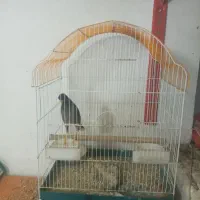مرغ مینا جوان با قفس بزرگ