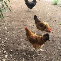 مرغ تخم گذار فروشی