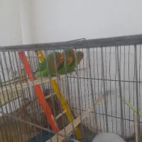 طوطی برزیلی