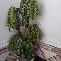 درختچه تمیز با گلدون