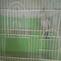 عروس هلندی