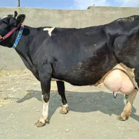 گاودوتاابستن