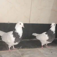 کفتر طوقی سیاه