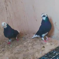 123|پرنده|هامون, |دیوار