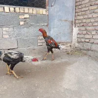 خروس لاری اصیل.