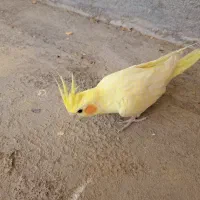عروس هلندی