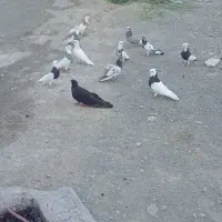 چندعدد  کبوترفروشی