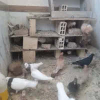 انواع کبوتر