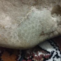 فسیل مرجانی