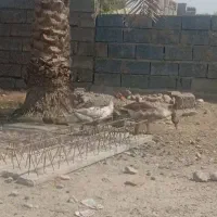 غاز
