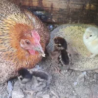 مرغ کرک به همراه جوجه های ویاندوت