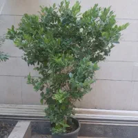 گل یاس  هلندی