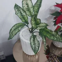 گلدان گل آگلونما