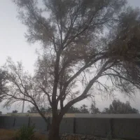 قطع نخل و درخت با خرید چوب