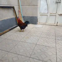 خروس یکساله