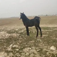 کره 15 ماهه مشکی