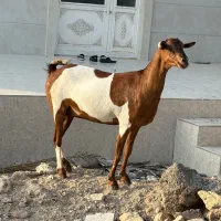 بز چاق چاق