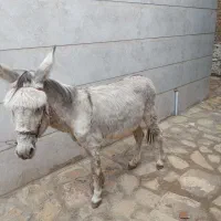 الاغ کار اهلی و کاری