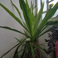 قلمه گل سوسن