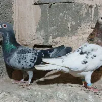 هفترنگ‌ جفتی